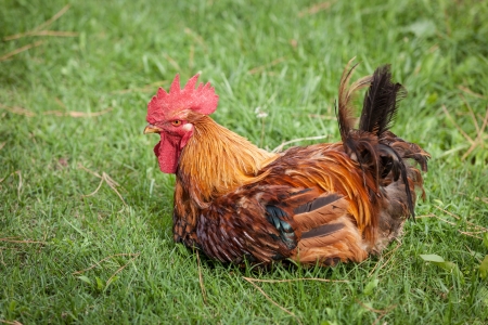 Cock in the Gardenの写真素材