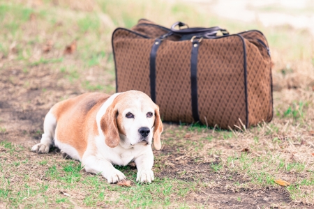 Dog next to an Old Suitcaseの写真素材