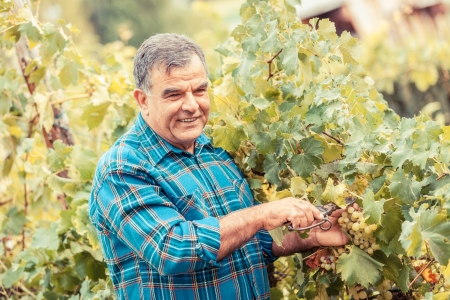 Adult Man Harvesting Grapes in the Vineyardの写真素材
