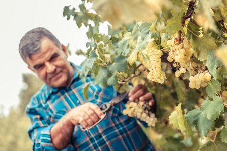 Adult Man Harvesting Grapes in the Vineyardの写真素材