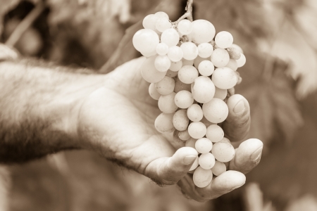 Adult Man Harvesting Grapes in the Vineyardの写真素材