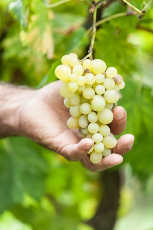 Adult Man Harvesting Grapes in the Vineyardの写真素材