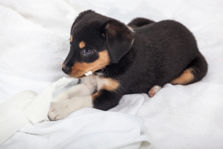 Little Dog on the Bedの写真素材
