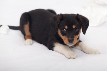 Little Dog on the Bedの写真素材