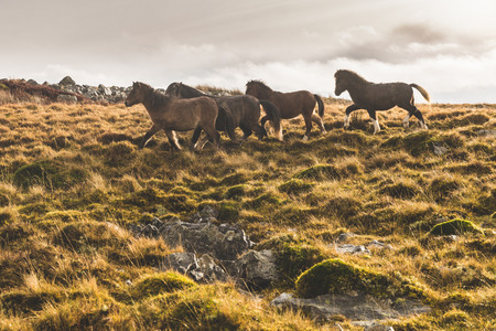 Wild horses grazing in a green meadow in Wales after a rain shower. Brown ponies in the countryside walking in a row. Nature and animals concepts.の写真素材