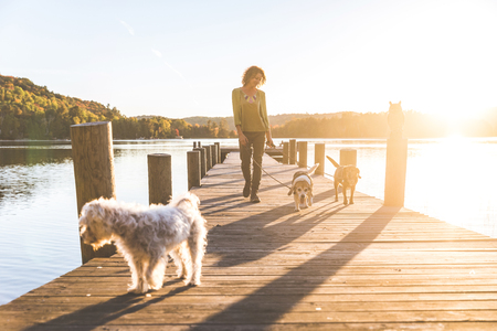 Woman walking the dogs on the dock at sunset. Autumn colors, unstaged situation with candid model and playful dogs. Lifestyle and friendship concepts.の写真素材