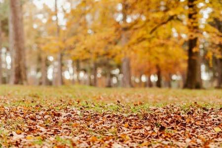 Autumn scene in the wood with colorful leaves on the ground and on the trees - background ready image about fall season in the UKの写真素材