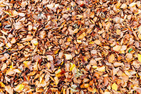 Autumn background image of colorufl leaves - Red, yellow, brown and orange leaves at peak of fall season - Great as a background imageの写真素材