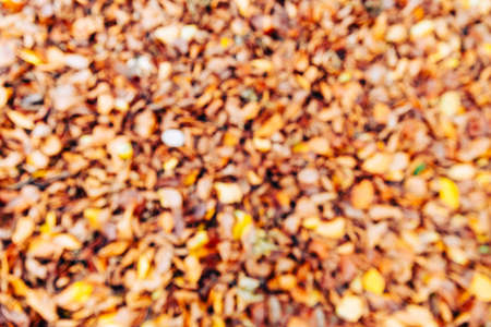 Blurred autumn background image of colorufl leaves - Red, yellow, brown and orange leaves at peak of fall season - Great as a background imageの写真素材