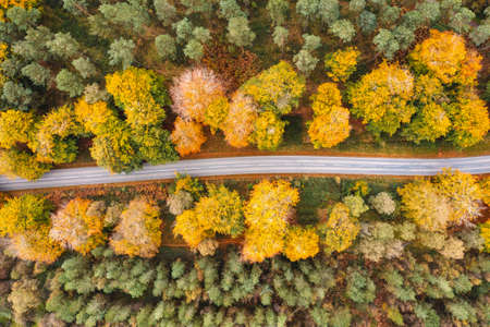 Countryside road through the wood in autumn - Aerial view, top down, of a road passing through trees with multi colour leaves - Travel and nature conceptsの写真素材