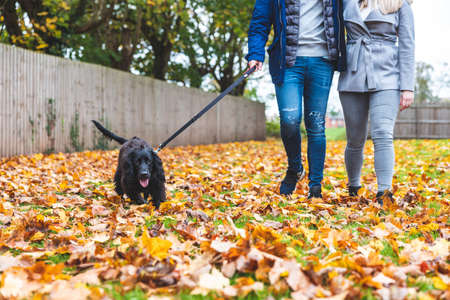 Couple walking the dog at park with autumn leaves on the ground, focus on the dog - Young couple with a black dog on leash enjoying neighbourhood park - Lifestyle and animals conceptsの写真素材