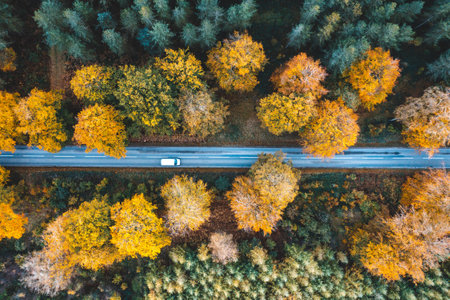 Aerial drone top down view of car driving on countryside road through the wood in autumn - Travel, transport and nature conceptsの写真素材