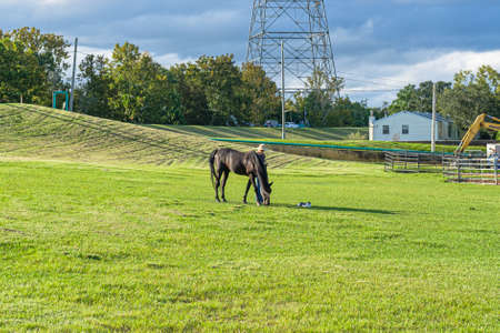 New Orleans, Louisiana/USA - 9/28/2020: A horse, a woman, a cat and the foot of the Mississippi River Leveeのeditorial素材