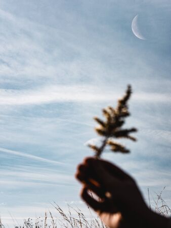 Woman's hand holding plant in field during day with blue sky and clouds and moonの写真素材