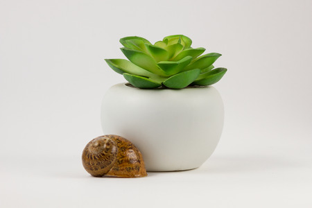 white bowl of succulents with molluskの写真素材