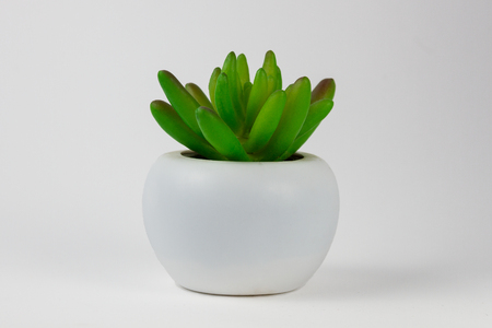 white bowl of succulentsの写真素材
