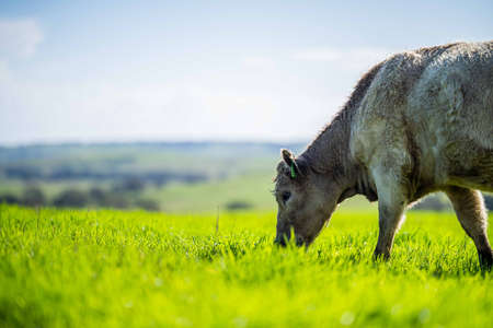 Stud Angus, wagyu, Murray grey, Dairy and beef Cows and Bulls grazing on grass and pasuture. The animals are organic and free range, being grown on an agricultural farm in Australia.の写真素材