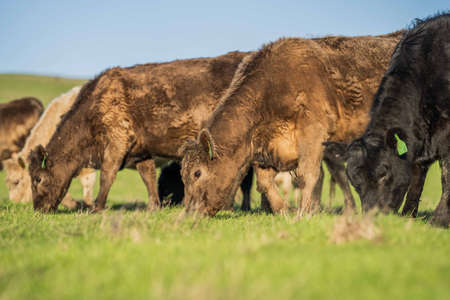 Stud Angus, wagyu, Murray grey, Dairy and beef Cows and Bulls grazing on grass and pasuture. The animals are organic and free range, being grown on an agricultural farm in Australia.の写真素材