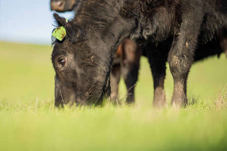 Stud Angus, wagyu, Murray grey, Dairy and beef Cows and Bulls grazing on grass and pasuture. The animals are organic and free range, being grown on an agricultural farm in Australia.の写真素材