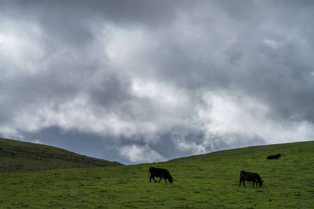 Stud Angus, wagyu, Murray grey, Dairy and beef Cows and Bulls grazing on grass and pasuture. The animals are organic and free range, being grown on an agricultural farm in Australia.の写真素材