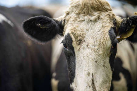 Stud Angus, wagyu, Murray grey, Dairy and beef Cows and Bulls grazing on grass and pasture in a field. The animals are organic and free range, being grown on an agricultural farm in Australia.の写真素材