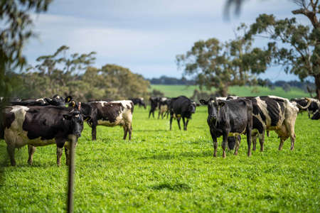 Stud Angus, wagyu, Murray grey, Dairy and beef Cows and Bulls grazing on grass and pasture in a field. The animals are organic and free range, being grown on an agricultural farm in Australia.の写真素材