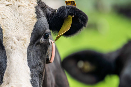 Stud Angus, wagyu, Murray grey, Dairy and beef Cows and Bulls grazing on grass and pasture. The...
