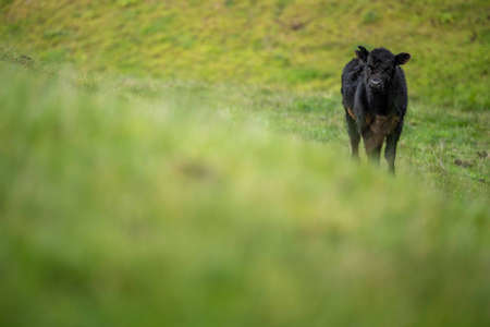 Stud Angus, wagyu, Murray grey, Dairy and beef Cows and Bulls grazing on grass and pasture. The animals are organic and free range, being grown on an agricultural farm in Australia.の写真素材