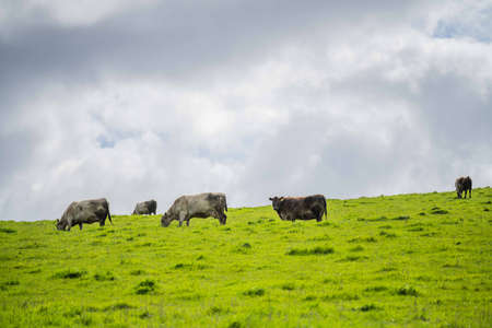 Stud beef cows and bulls grazing on green grass in Australia, breeds include speckled park, murray grey, angus and brangus.の写真素材