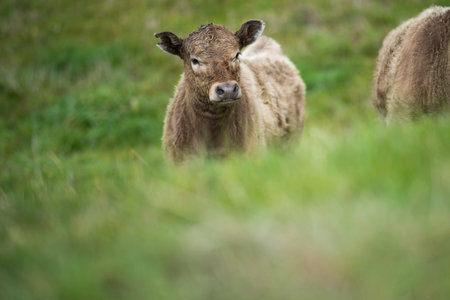 Stud Angus, wagyu, Murray grey, Dairy and beef Cows and Bulls grazing on grass and pasture in a field. The animals are organic and free range, being grown on an agricultural farm in Australia.の写真素材