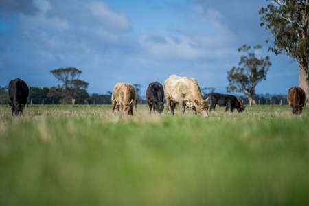 Stud beef cows and bulls grazing on green grass in Australia, breeds include speckled park, murray grey, angus and brangus.の写真素材
