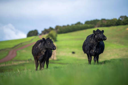Stud beef cows and bulls grazing on green grass in Australia, breeds include speckled park, murray grey, angus and brangus.の写真素材
