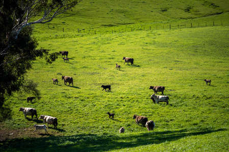 Close up of Stud Beef bulls, cows and calves grazing on grass in a field, in Australia. breeds of cattle include speckled park, murray grey, angus, brangus and wagyu on long pasture in spring and summer.の写真素材
