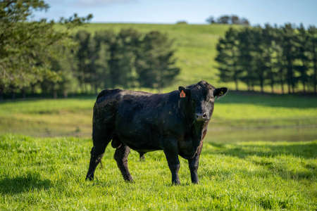 Close up of Stud Beef bulls, cows and calves grazing on grass in a field, in Australia. breeds of cattle include speckled park, murray grey, angus, brangus and wagyu on long pasture in spring and summer.の写真素材
