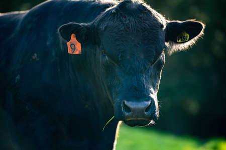 Close up of Stud Beef bulls, cows and calves grazing on grass in a field, in Australia. breeds of...