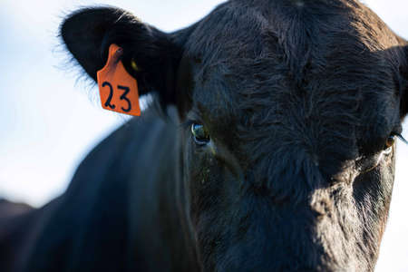 Close up of Stud Beef bulls, cows and calves grazing on grass in a field, in Australia. breeds of cattle include speckled park, murray grey, angus, brangus and wagyu on long pasture in spring and summer.の写真素材