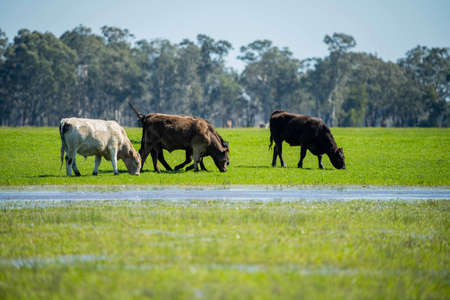 Close up of Stud Beef bulls, cows and calves grazing on grass in a field, in Australia. breeds of cattle include speckled park, murray grey, angus, brangus and wagyu on long pasture in spring and summer.の写真素材