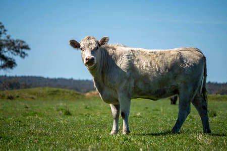 Close up of Stud Beef bulls, cows and calves grazing on grass in a field, in Australia. breeds of cattle include speckled park, murray grey, angus, brangus and wagyu on long pasture in spring and summer.の写真素材