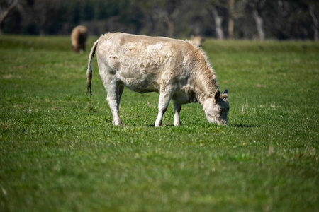 Close up of Stud Beef bulls, cows and calves grazing on grass in a field, in Australia. breeds of cattle include speckled park, murray grey, angus, brangus and wagyu on long pasture in spring and summer.の写真素材