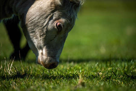 Close up of Stud Beef bulls, cows and calves grazing on grass in a field, in Australia. breeds of...