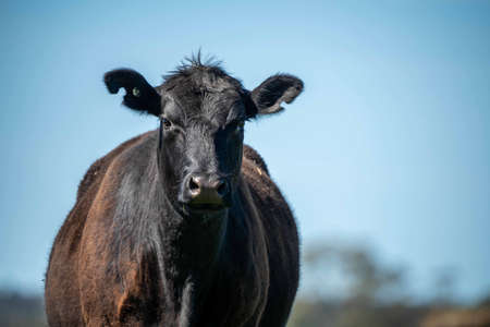 Close up of Stud Beef bulls, cows and calves grazing on grass in a field, in Australia. breeds of cattle include speckled park, murray grey, angus, brangus and wagyu on long pasture in spring and summer.の写真素材