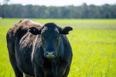 Close up of Stud Beef bulls, cows and calves grazing on grass in a field, in Australia. breeds of cattle include speckled park, murray grey, angus, brangus and wagyu on long pasture in spring and summer.の写真素材