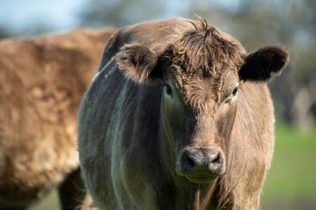 Close up of Stud Beef bulls, cows and calves grazing on grass in a field, in Australia. breeds of cattle include speckled park, murray grey, angus, brangus and wagyu on long pasture in spring and summer.の写真素材