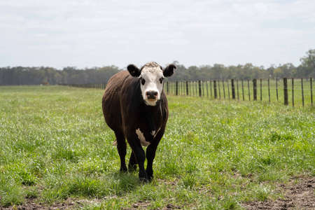 Close up of Stud Beef bulls, cows and calves grazing on grass in a field, in Australia. breeds of...