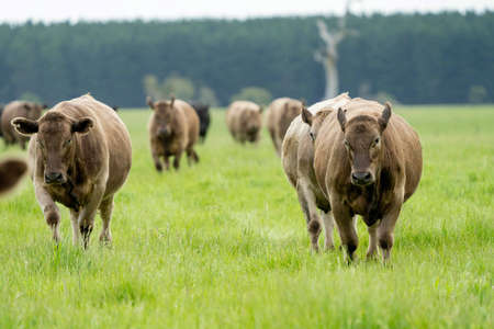 Close up of Stud Beef bulls, cows and calves grazing on grass in a field, in Australia. breeds of...