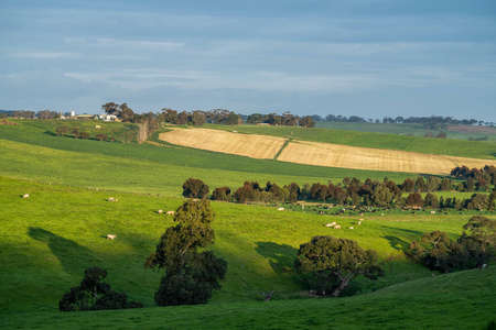 Close up of Stud Beef bulls, cows and calves grazing on grass in a field, in Australia. breeds of...