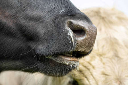 Close up of Stud Beef bulls, cows and calves grazing on grass in a field, in Australia. breeds of cattle include speckled park, murray grey, angus, brangus and wagyu on long pasture in spring and summer.の写真素材