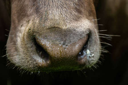 Close up of Stud Beef bulls, cows and calves grazing on grass in a field, in Australia. breeds of cattle include speckled park, murray grey, angus, brangus and wagyu on long pasture in spring and summer.の写真素材