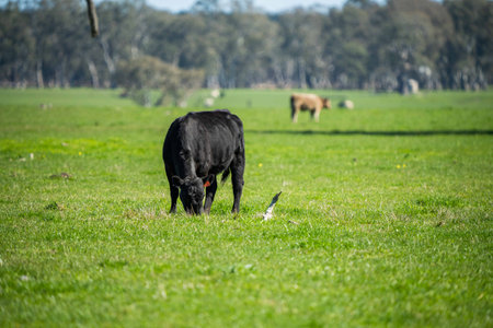 Close up of Stud Beef bulls, cows and calves grazing on grass in a field, in Australia. breeds of cattle include speckled park, murray grey, angus, brangus and wagyu on long pasture in spring and summer.の写真素材