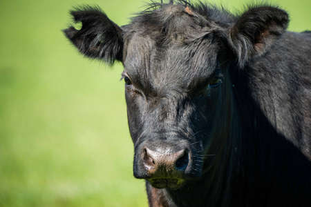 Close up of Stud Beef bulls, cows and calves grazing on grass in a field, in Australia. breeds of...